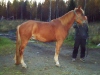 Kivali