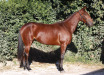 Nevada Ors