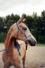 Dafne