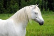 Cherien Serafiina