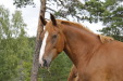 Hanna IV