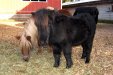 Särkilahden Wilma