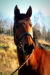 Inez Afable