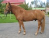 Vipsun Urho