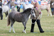 Glebedale Jubilee