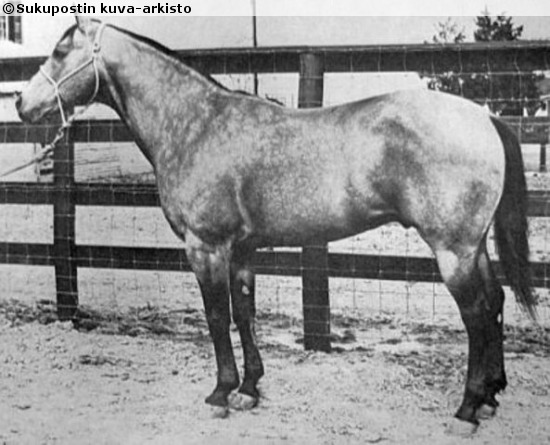 Horse of Jesse James