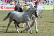 Friarly Silver Cloud