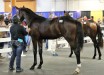 Arglbargl Hanover