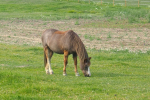 Zomerdijk's Hilde