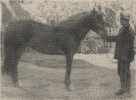 Tuula
