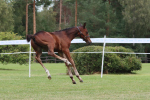 C's Quidam Superstar
