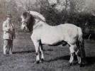 Molnesblakken