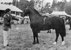 Llanarth Flying Comet