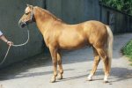 Merrie Marmalade