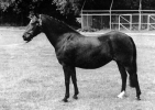 Luckington Double Diamond