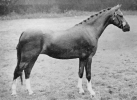 Reeves Fairy Lustre