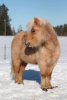 Beorn Damhnait