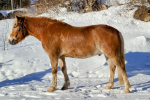 Kivikkolan Monrou