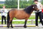 Sammalisen Tyyne