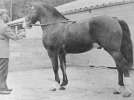 Parc Welsh Flyer