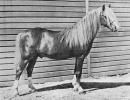 Solway Master Bronze