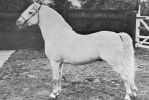 Fayre Moonbeam