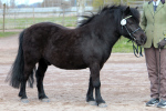 Sammalisen Ilari
