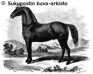 Kuva