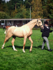 Juso's Luxus Gold