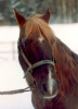 Ashurst Wonder