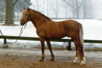 Leede's Boy