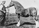 Brenin Gwalia