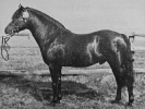 Holly Prince Rupert