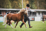 Cloudberry Mr Darcy