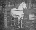 Rhyd-y-Felin Selwyn
