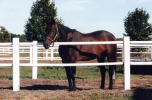Sugarcane Hanover