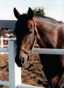 Sugarcane Hanover