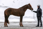 Virin Urho